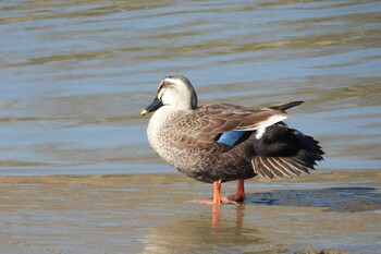 Eastern Spot-billed Duck Shiokawa Tidalflat Sat, 1/22/2022