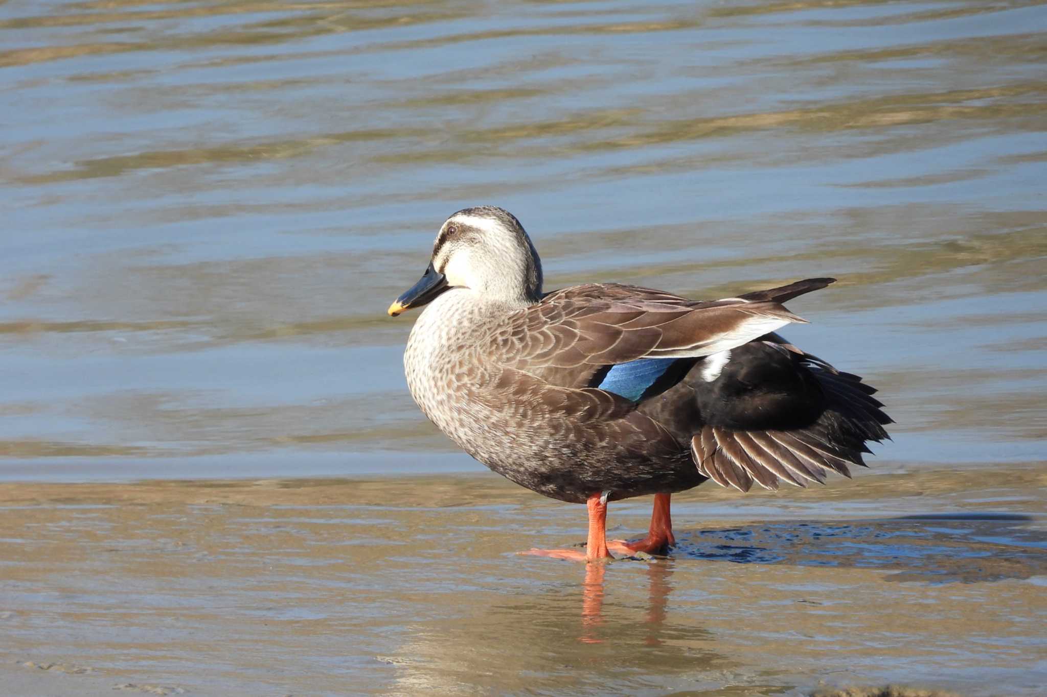 Photo of Eastern Spot-billed Duck at Shiokawa Tidalflat by 陽路々(ひろろ)