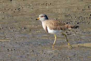 Grey-headed Lapwing Shiokawa Tidalflat Sat, 1/22/2022