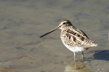 Common Snipe Shiokawa Tidalflat Sat, 1/22/2022