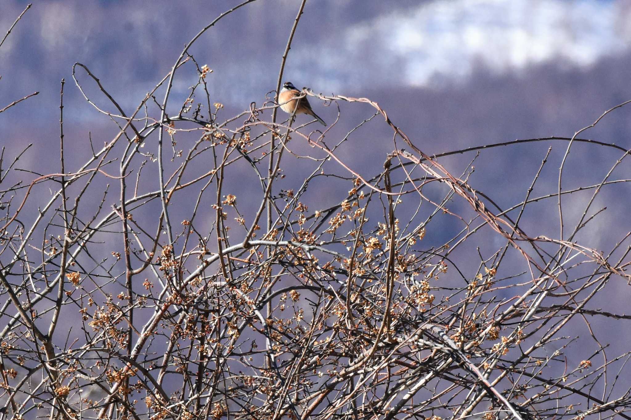 佐久広域(八ヶ岳ふれあい公園・滑津川) ホオジロの写真 by ao1000