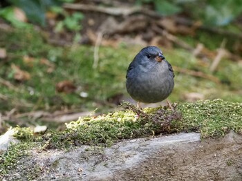 2022年1月22日(土) 不動ヶ池の野鳥観察記録