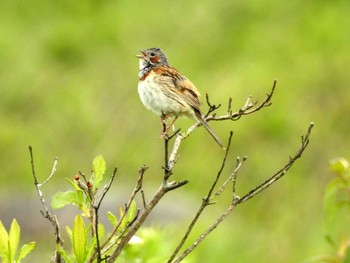 Mon, 7/17/2017 Birding report at Kirigamine Highland