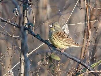 Masked Bunting さいたま市 Wed, 1/19/2022