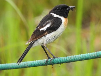 Amur Stonechat Kirigamine Highland Mon, 7/17/2017