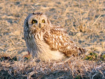 2022年1月22日(土) 豊明市沓掛町の野鳥観察記録