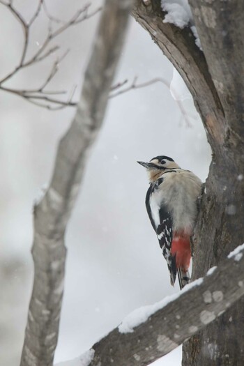 Great Spotted Woodpecker(japonicus) 北海道美瑛町 Fri, 12/31/2021