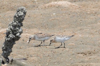 トウネン 三重県 2017年8月3日(木)