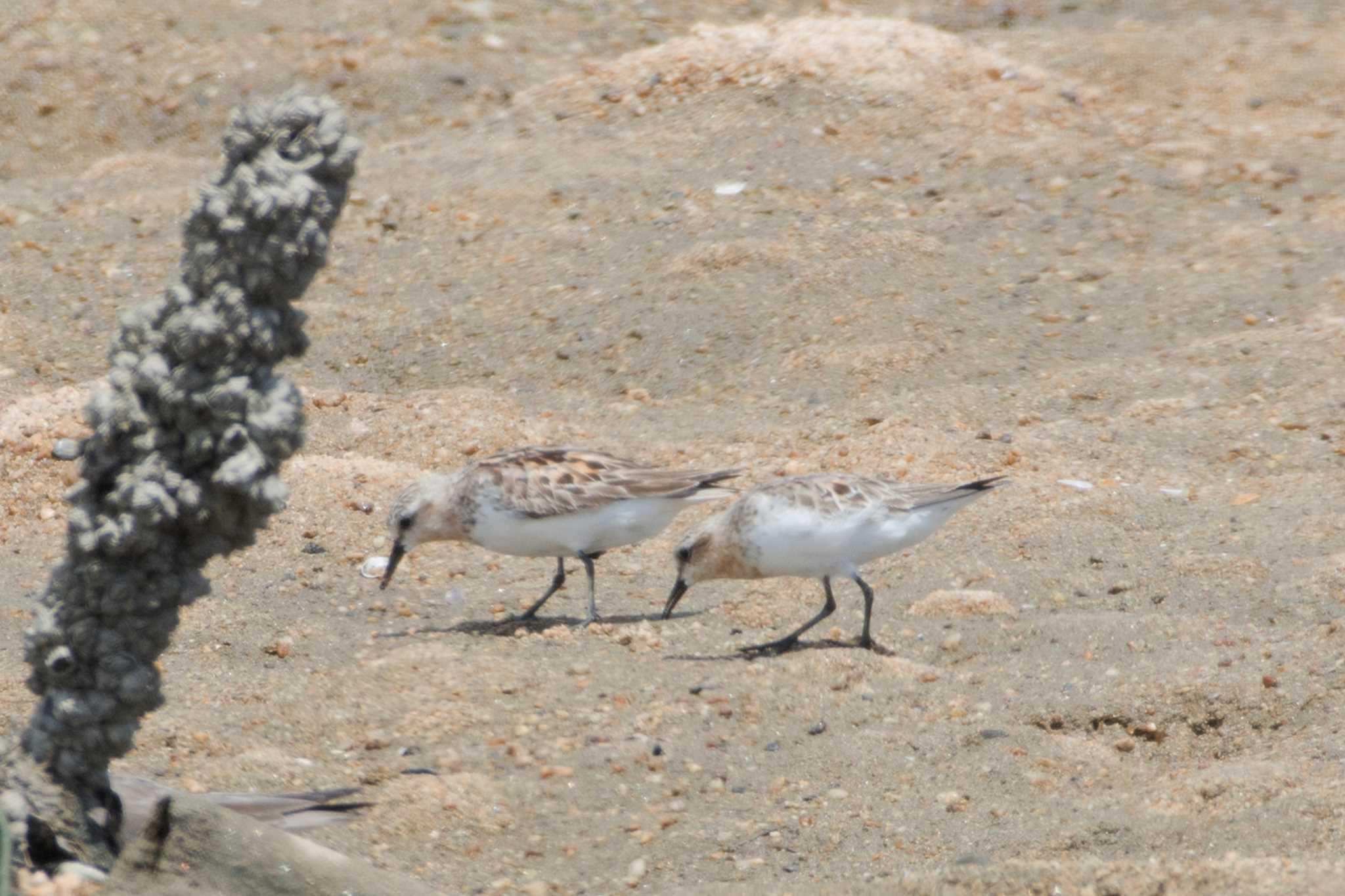 Photo of Red-necked Stint at 三重県 by 倶利伽羅