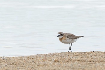 メダイチドリ 三重県 2017年8月3日(木)