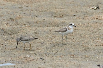 Greater Sand Plover 三重県 Fri, 8/4/2017