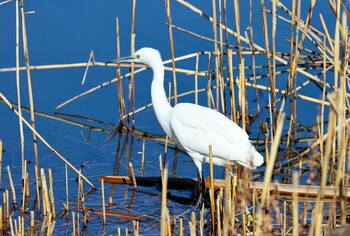 コサギ 葛西臨海公園 2022年1月22日(土)