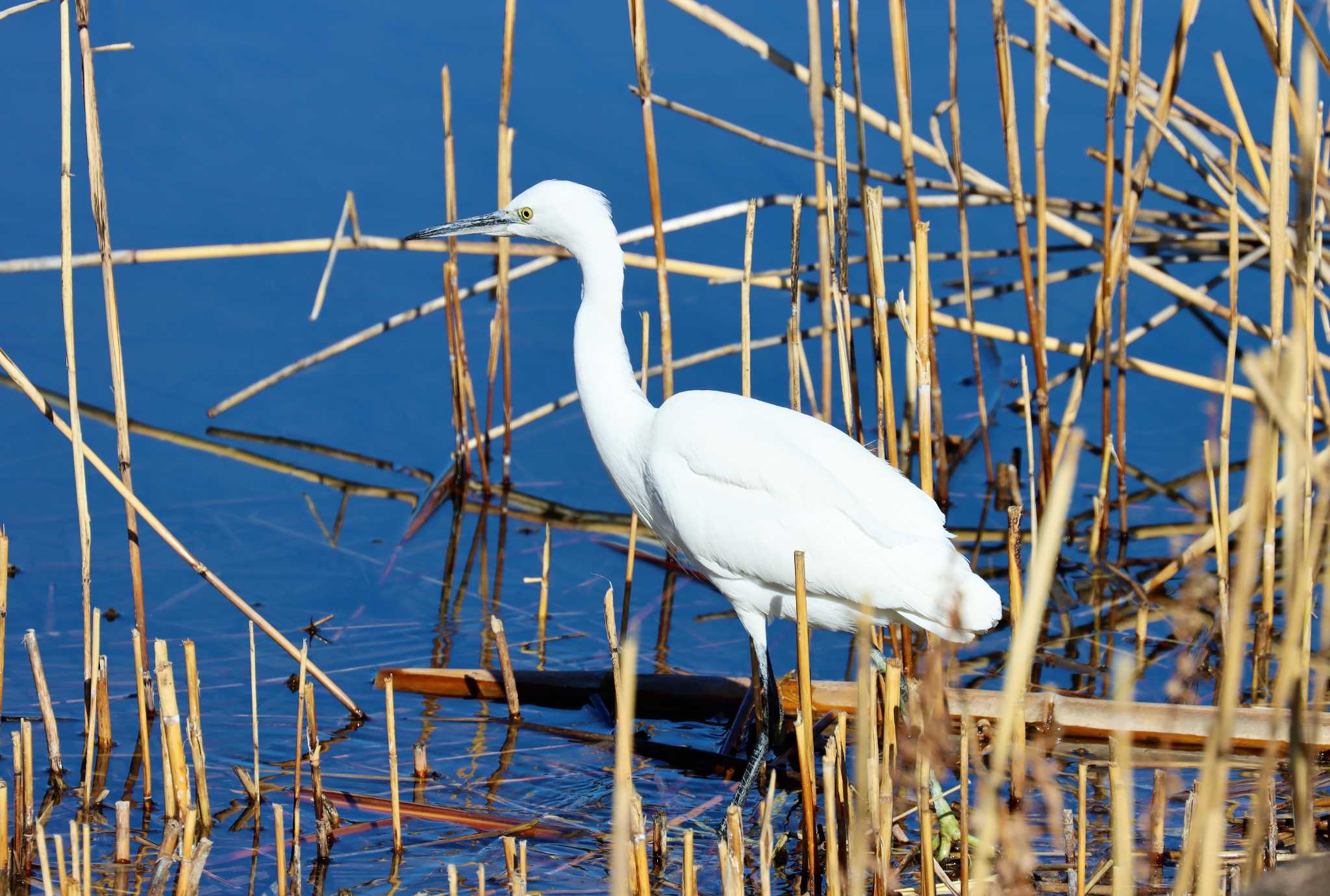 葛西臨海公園 コサギの写真 by らうんでる