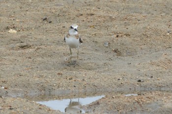 Greater Sand Plover 三重県 Fri, 8/4/2017