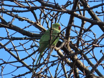 ホンセイインコ 明治神宮 2022年1月22日(土)