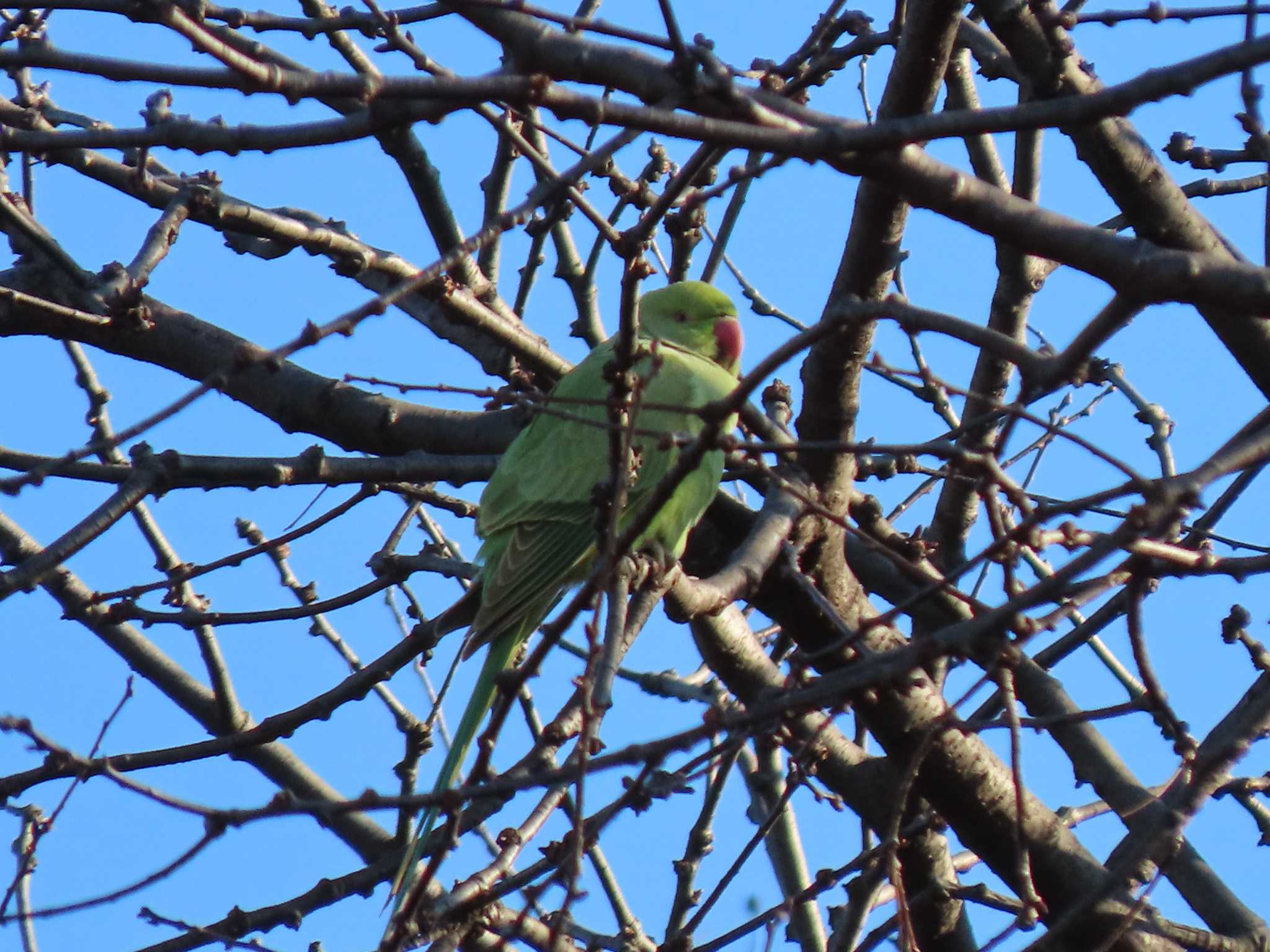 明治神宮 ホンセイインコの写真 by のぐち