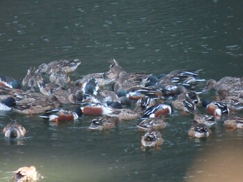 2022年1月22日(土) 皇居の野鳥観察記録