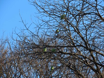 ホンセイインコ 明治神宮 2022年1月22日(土)