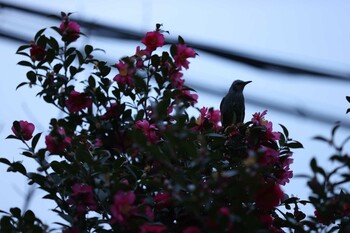 Brown-eared Bulbul Unknown Spots Sun, 1/23/2022