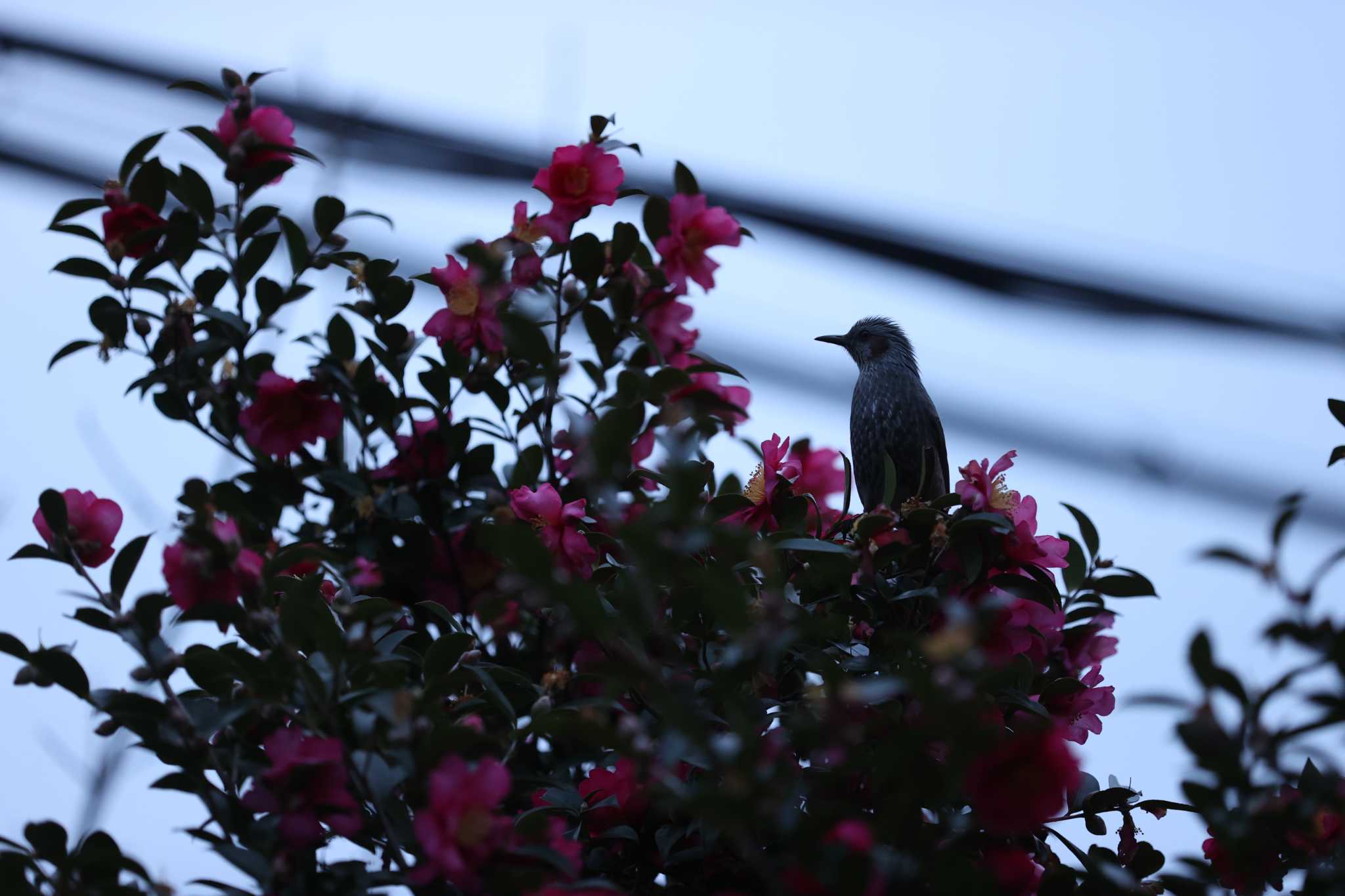 Photo of Brown-eared Bulbul at  by 蕾@sourai0443