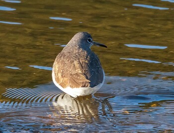 Green Sandpiper 岐阜市 伊自良川 Sat, 1/22/2022