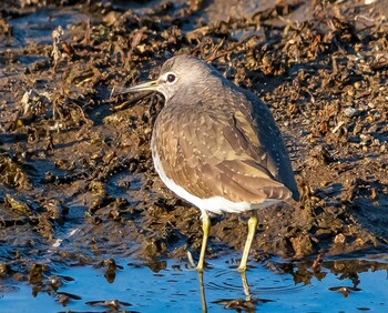 Green Sandpiper 岐阜市 伊自良川 Sat, 1/22/2022