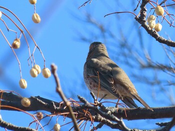 ハチジョウツグミ 祖父江ワイルドネイチャー緑地 2022年1月22日(土)