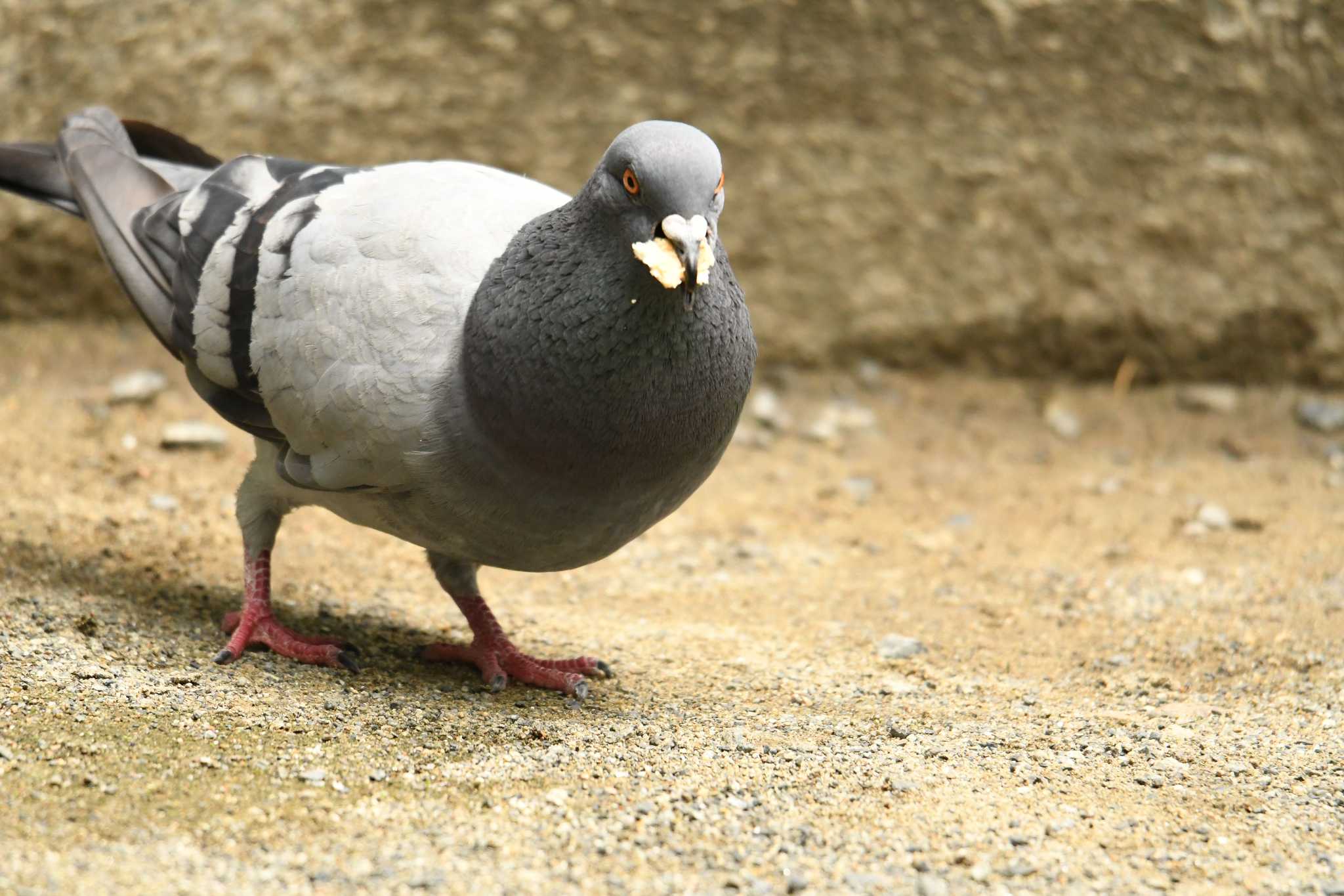 Photo of Rock Dove at 次大夫堀公園 by あひる