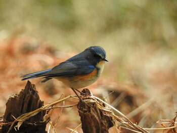 Wed, 1/19/2022 Birding report at 厚木市