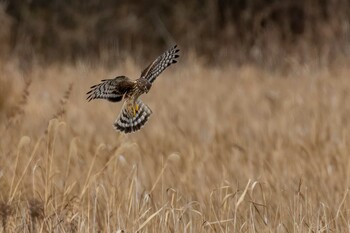 ハイイロチュウヒ 山口県立きらら浜自然観察公園 2022年1月22日(土)