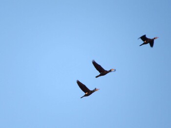 Great Cormorant 牛久沼水辺公園 Sat, 1/22/2022