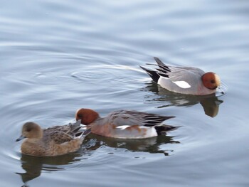 Eurasian Wigeon 牛久沼水辺公園 Sat, 1/22/2022