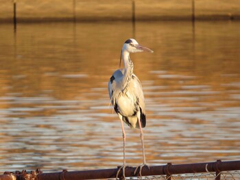 Grey Heron 牛久沼水辺公園 Sat, 1/22/2022