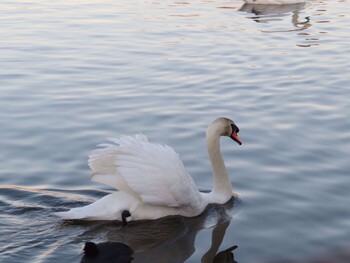 コブハクチョウ 牛久沼水辺公園 2022年1月22日(土)