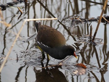 2022年1月23日(日) 白幡沼(さいたま市)の野鳥観察記録