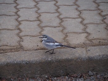 White Wagtail 白幡沼(さいたま市) Sun, 1/23/2022