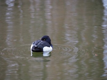 キンクロハジロ 別所沼公園(埼玉県) 2022年1月23日(日)