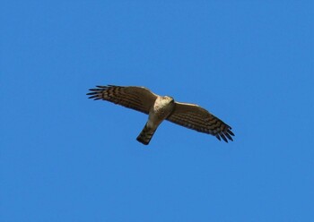 ハイタカ 葛西臨海公園 2022年1月22日(土)