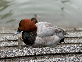 Common Pochard 香椎川 Sun, 1/23/2022