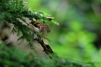 Japanese Robin 上高地・明神 Sun, 8/6/2017