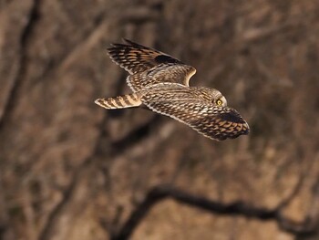 2022年1月22日(土) 埼玉県熊谷市の野鳥観察記録