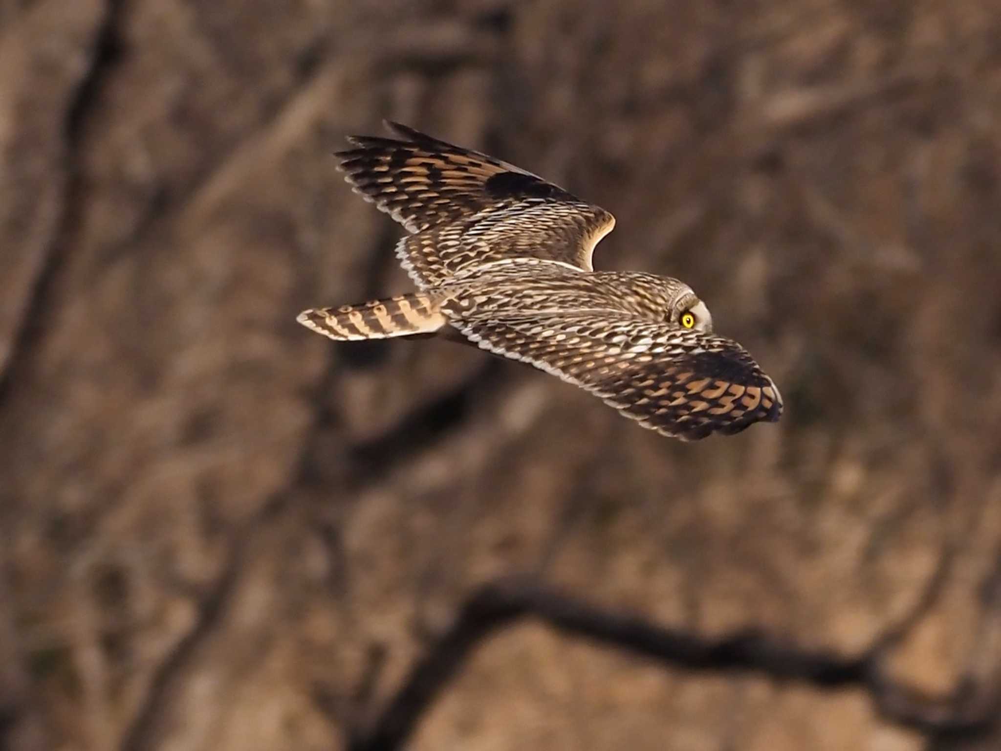 埼玉県熊谷市 コミミズクの写真 by 日根野 哲也