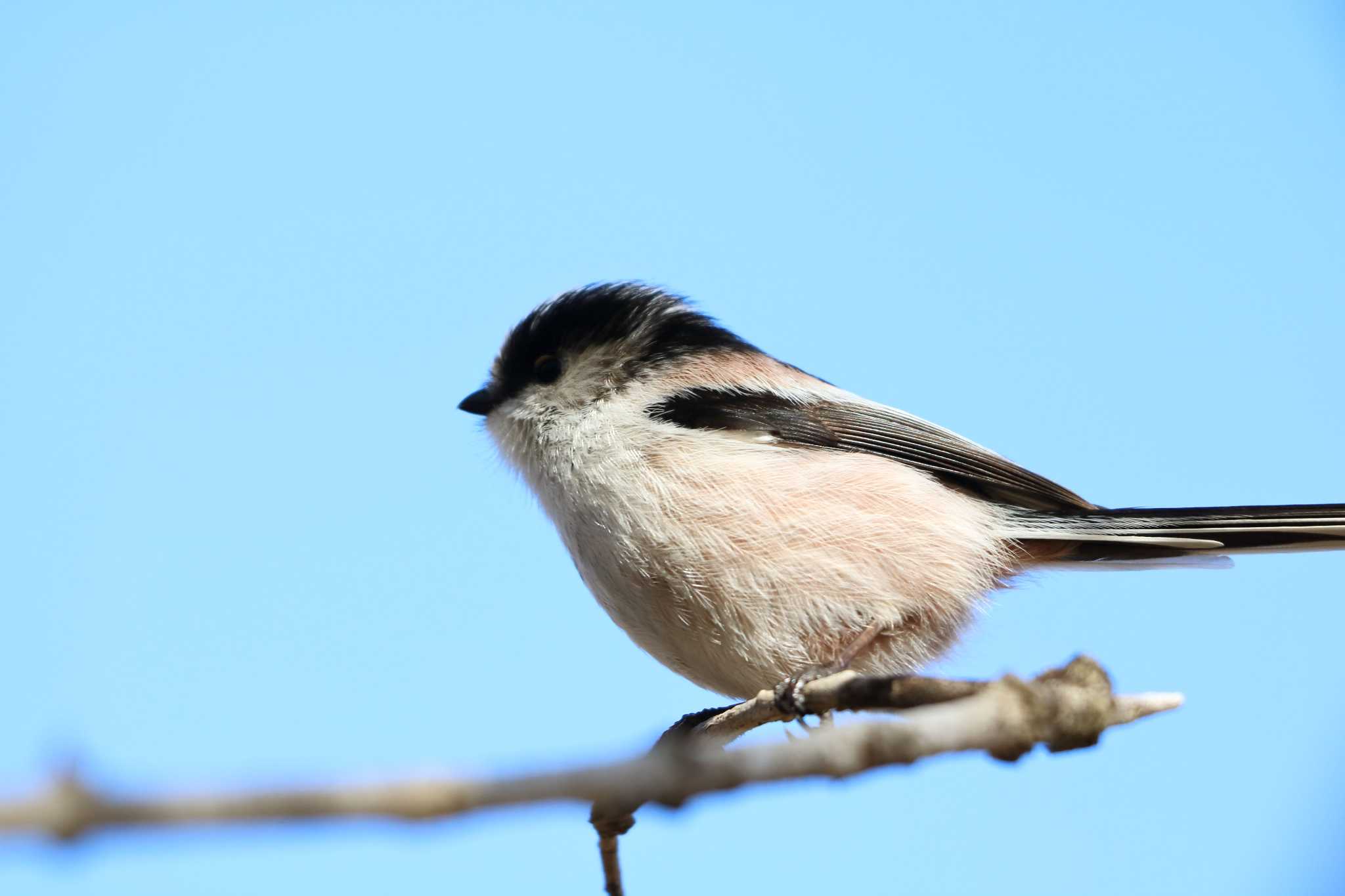 Photo of Long-tailed Tit at 平谷川 by いわな
