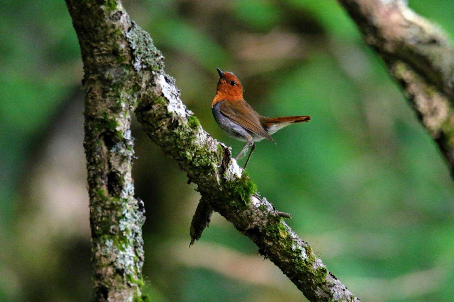 Photo of Japanese Robin at 上高地・明神 by はやぶさくん