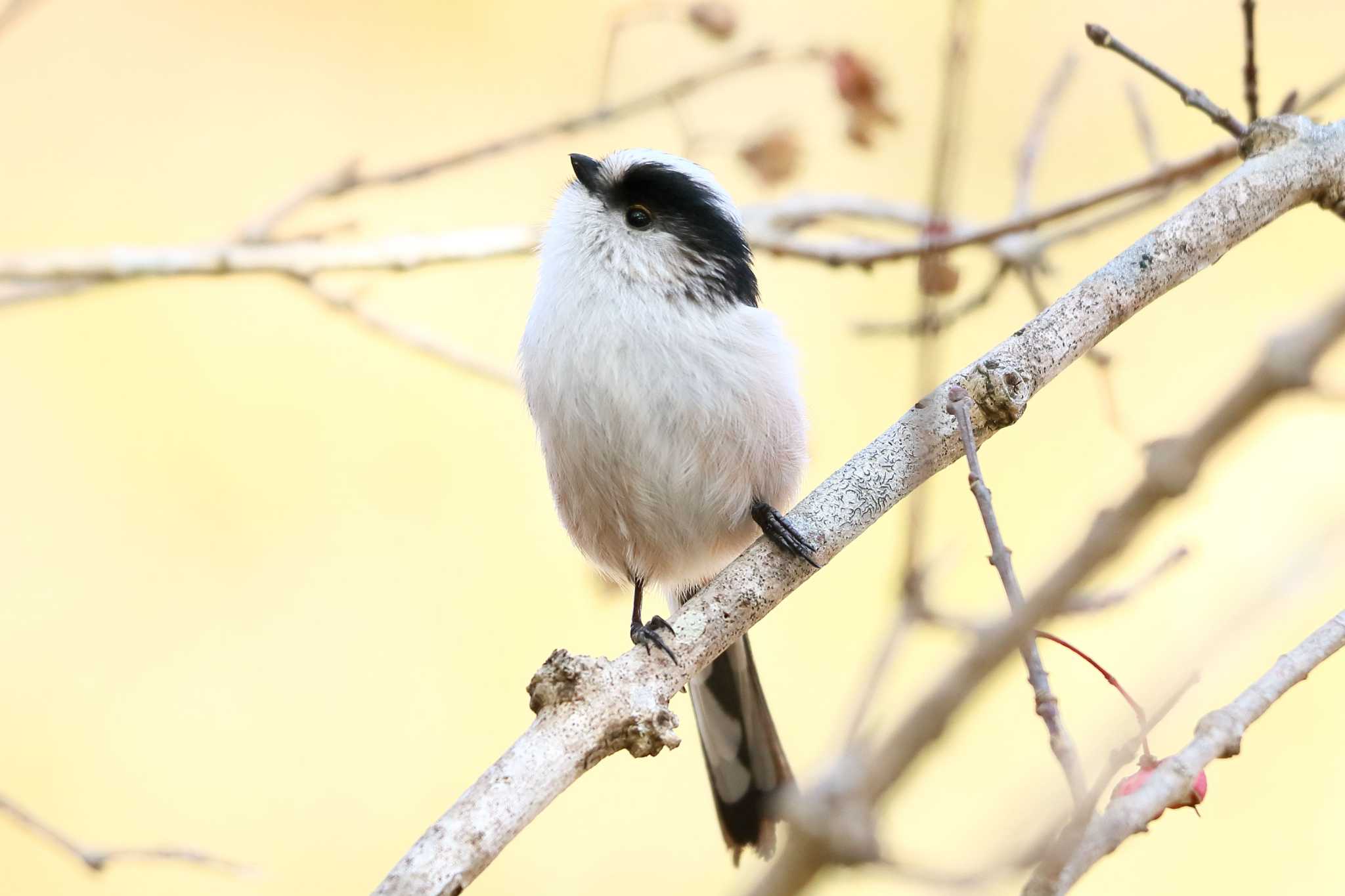 Long-tailed Tit