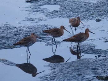 2021年5月3日(月) 広島県の野鳥観察記録