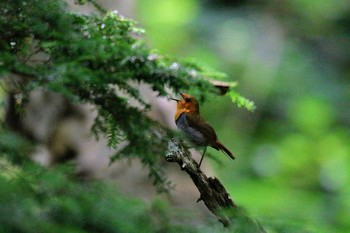 Japanese Robin 上高地・明神 Sun, 8/6/2017