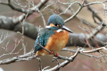 カワセミ こども自然公園 (大池公園/横浜市) 2022年1月23日(日)