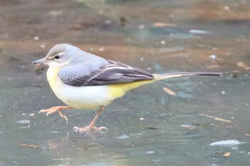 キセキレイ こども自然公園 (大池公園/横浜市) 2022年1月23日(日)