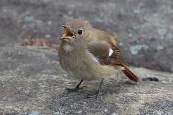 2022年1月23日(日) こども自然公園 (大池公園/横浜市)の野鳥観察記録